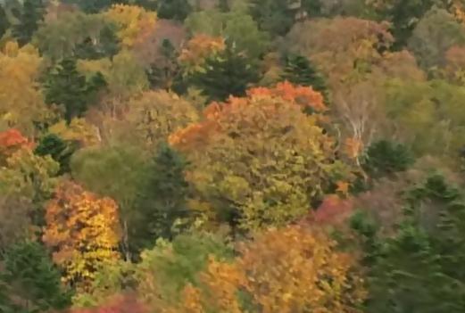 furano forest1