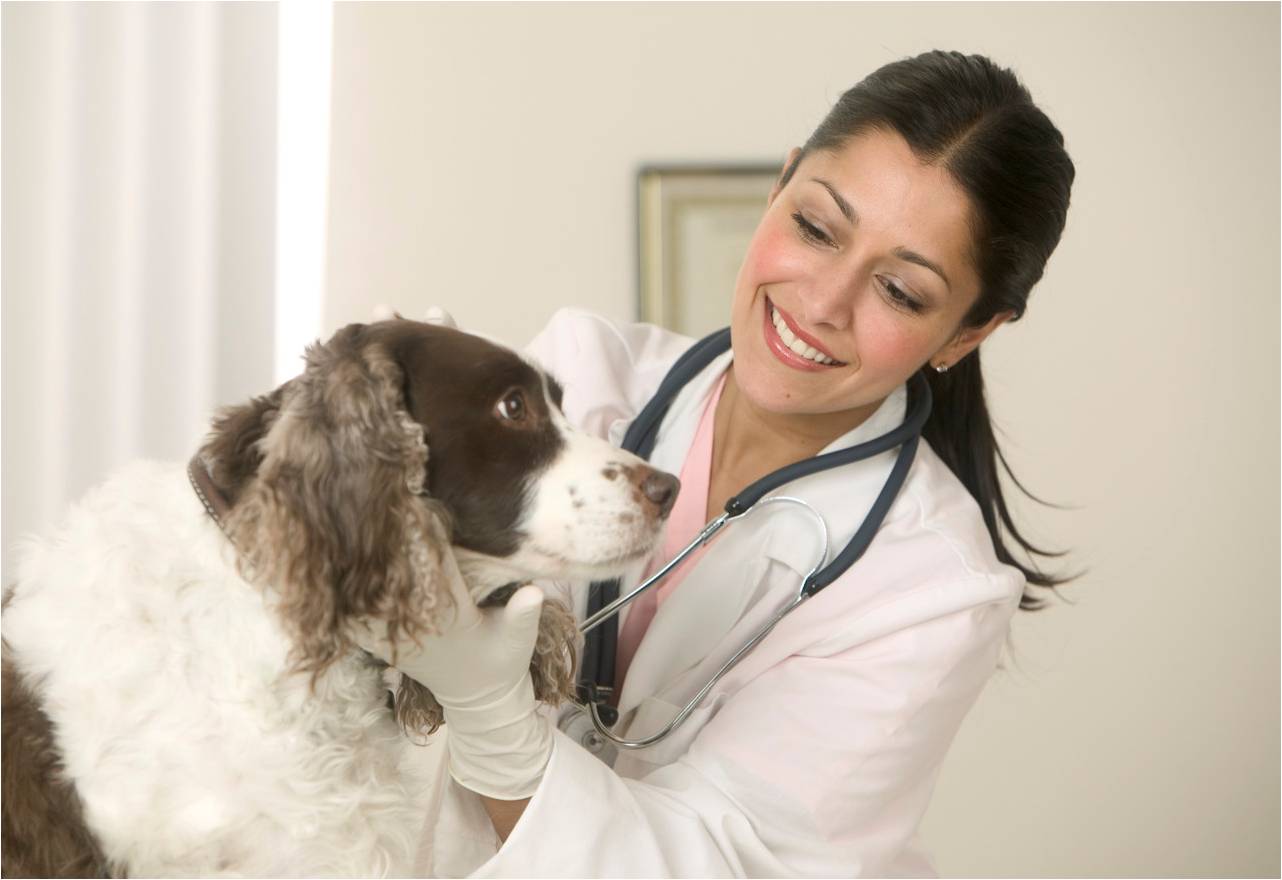 veterinaria cachorro
